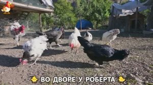 Содержание кур в домашних условиях и других птиц во дворе у Роберта 🐣🐤🦆🐔🪿🦃 (336)