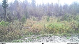 Югыд ва, медвежата