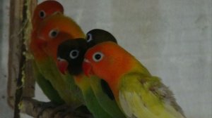 Неразлучники Фишера.