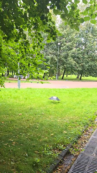 Полет вороны в замедленной сьемке #животные #природа #animals