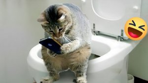 СМЕШНО ДО СЛЕЗ 😹😍 СМЕШНЫЕ КОТЫ, ЛУЧШИЕ ПРИКОЛЫ С КОТАМИ, КОШКИ, СОБАКИ , ЖИВОТНЫЕ