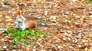 Воронеж: Ручные белки парка " Танаис"