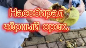 Насобирал чёрный орех.