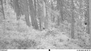 Югыд ва, рысь