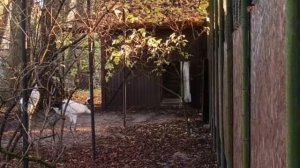 Первая встреча Горы и Благородного ребенка