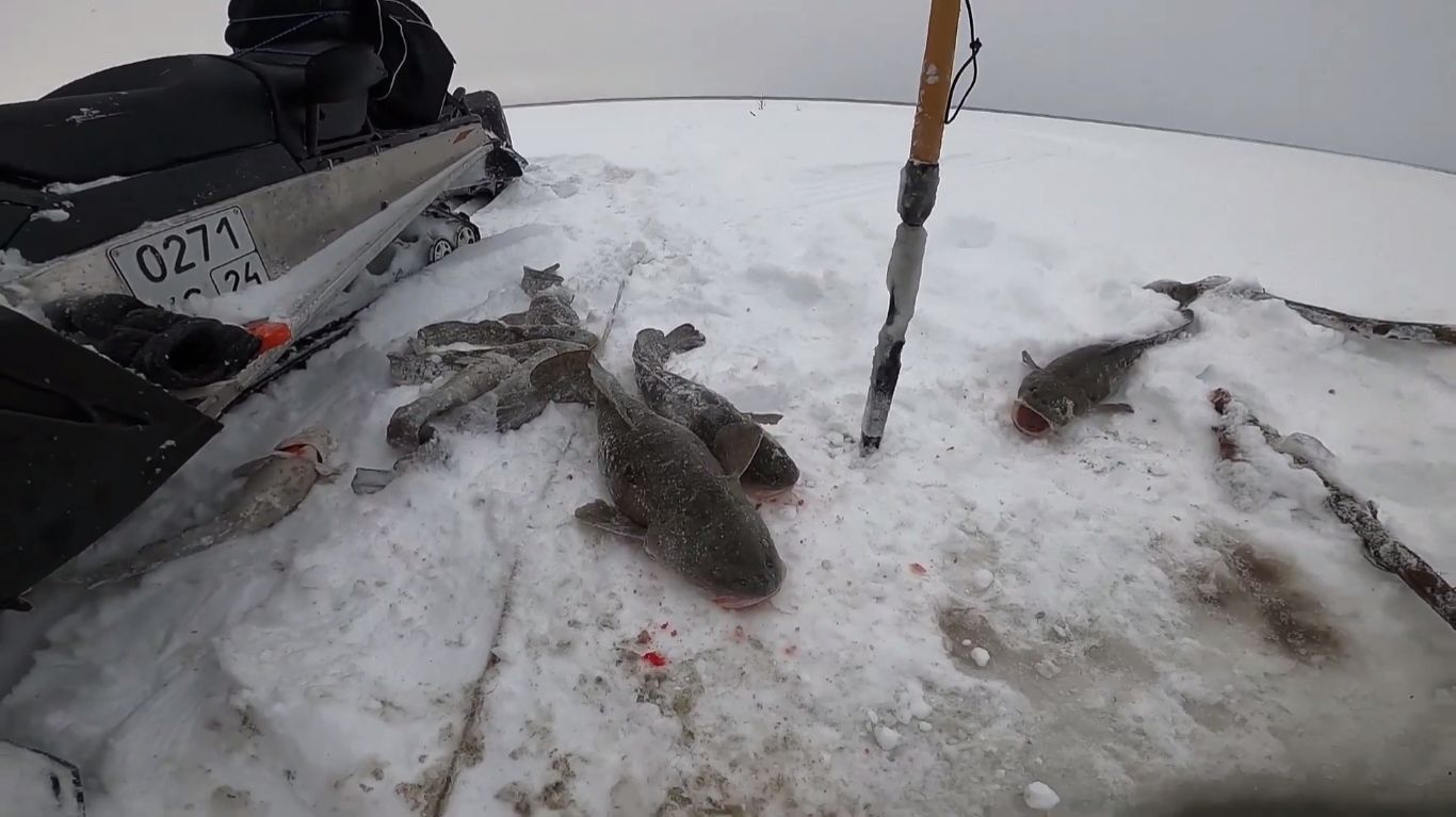 Рыбалка на налима, к чёрной дыре спешим. 22