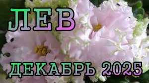 ЛЕВ таро прогноз на ДЕКАБРЬ 2025 года.