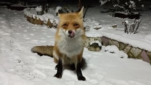 (1171) Лиса приходит в гости. Ноябрь 2025