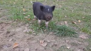 ЧЕРНИЧНИКИ , Жизнь на Хуторе в Лесу....... ( новое видео )