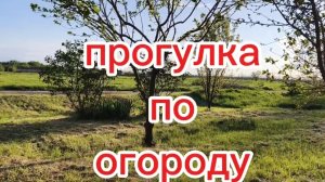 Прогулка по огороду.