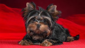 Щенки Йоркширский терьер 📞 +7 931 258-52-73 📍 Санкт-Петербург. Питомник "Виктори Диамонд"