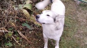 Был обед и нет обеда🐺10-11-2025