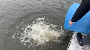 17.11.25. Утреннее зарыбление VIP зоны форелью.