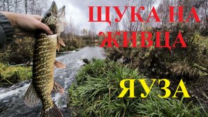 Рыбалка щуки на живца в ноябре. Рыбалка на Яузе. Рыбалка в Москве и Подмосковье.