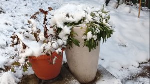 Первый снег на даче