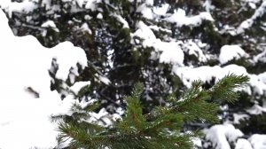 ПРОЩАЛЬНОЕ ТЕПЛО