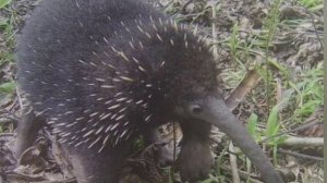 Необычное животное