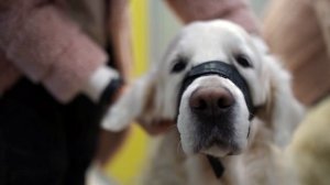 Регистрация и выгул домашних животных