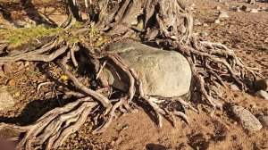 Чудесные мгновения природы. Самые живописные кадры природы | Документальный фильм