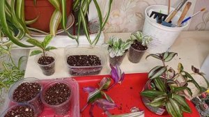 Посадки и пересадки,всходы кактусов.