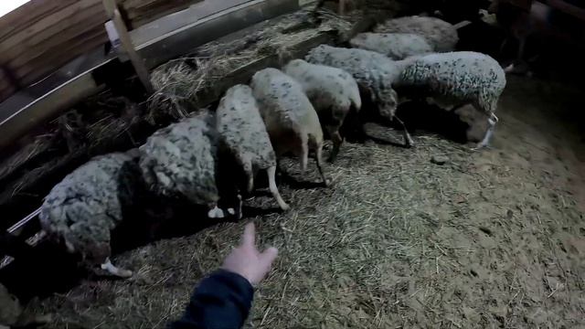 Опять проблемы ... Продаю баранов . ХУТОР В ЛЕСУ №859 смотреть онлайн