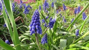 Весенние цветы