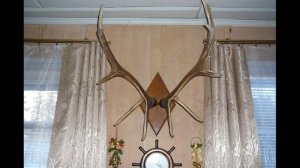 Вот такие рога