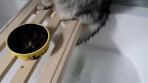 КОШАЧЬЯ ИСТОРИЯ УЖАСОВ 1 СЕРИЯ | НЕУДАЧНОЕ СВИДАНИЕ