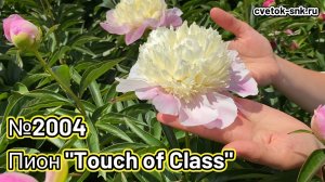 ПИОН "TOUCH OF CLASS"/Сад Ворошиловой