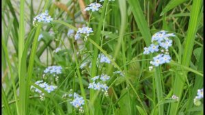 М.Ю. Лермонтов"Незабудка"