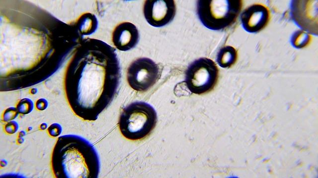 Купание демодекс клеща в перекиси водорода 3% – эксперимент под микроскопом! смотреть онлайн