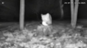 Ближе к зиме на пеньке еда появилась