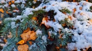 Вдовец обомлел,увидев в кафе официантку похожую на жену.Но главный сюрприз ждал его впереди...