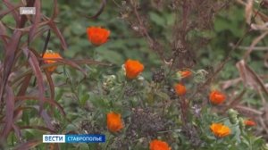 Один из дворов Кисловодска просит поддержки у земляков