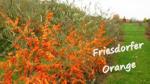 Фрисдофер Оренж / Friesdorfer Orange, Сорт секретной лаборатории!