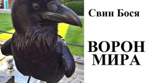 Свин Бося . ВОРОН МИРА