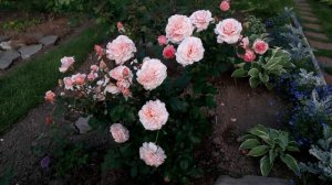 роза Грейт Экспектейшнс, второй год в саду. Сезон 2025
