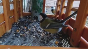 Синички кушают,была лазоревка но в объектив не попала Пока.