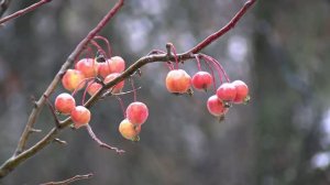 В Тверской области выпал снег