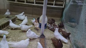 мой маточник.