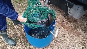 Forest Fishing 18.11.25