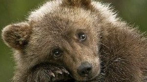 Животный мир : обитатели Тайги и Тропиков