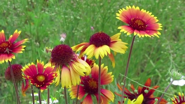 Как вырастить Гайлардию, яркую солнечную ромашку в саду
