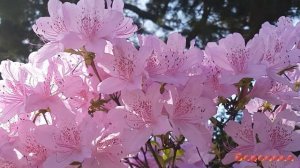 ТЕБЯ ЗАМЕНЫ НЕТ  автор слов Василиса Прекрасная музыка исполняет Suno