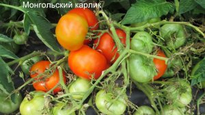 Томат Монгольский карлик: сорт который не нужно пасынковать!