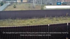 В село Капитанщино Добровского округа Липецкой области забежал лось