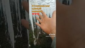 Обзор внутри теплицы из термоукрывного материала у дяди Вити. #термоткань #огород #теплица #дядявитя