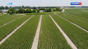 В КБР заканчивают убирать поздние сорта плодов и ягод