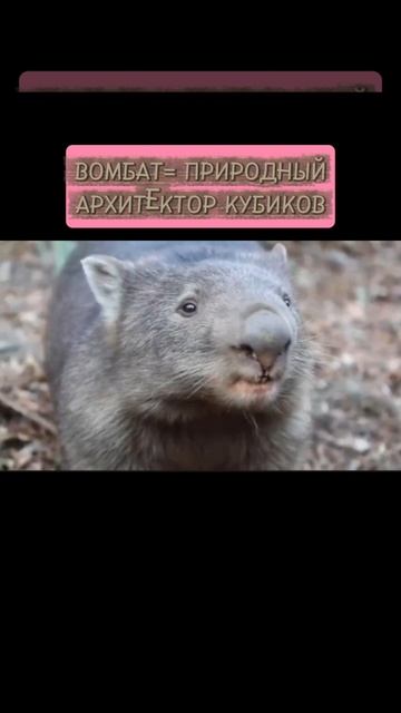 Вомбат смотреть онлайн