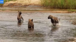 Два леопарда делят добычу, а гиены и дикие собаки резвятся у речки